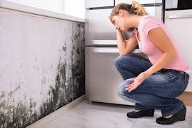 Reliable Dawson, GA Mold Removal Solutions